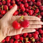 Premium US Red Cherries – Extra Large, Sweet & Crisp 1KG - Image 2